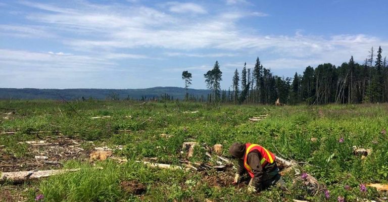 a qualified field archaeologist performing a Post Impact Assessments (POSTs)